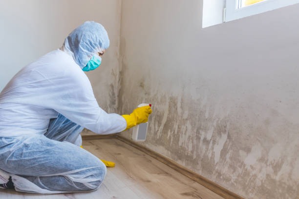 Licensed Mold Remediation service in New Jersey, NJ - 24 Hour Mold Removal